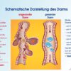 VIANESSE BODY SHAPE - Vanille – Bild 8