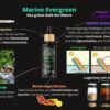 Marine Evergreen - Omega 3 Algenöl (100ml) – Bild 3